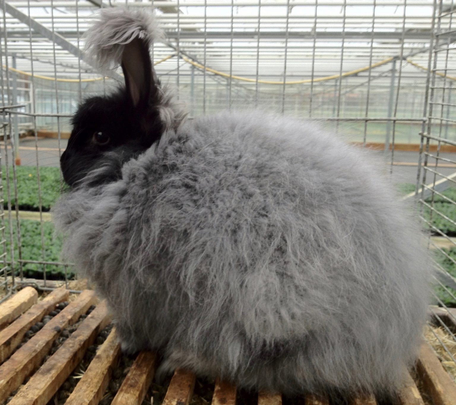 Angora Kaninchen