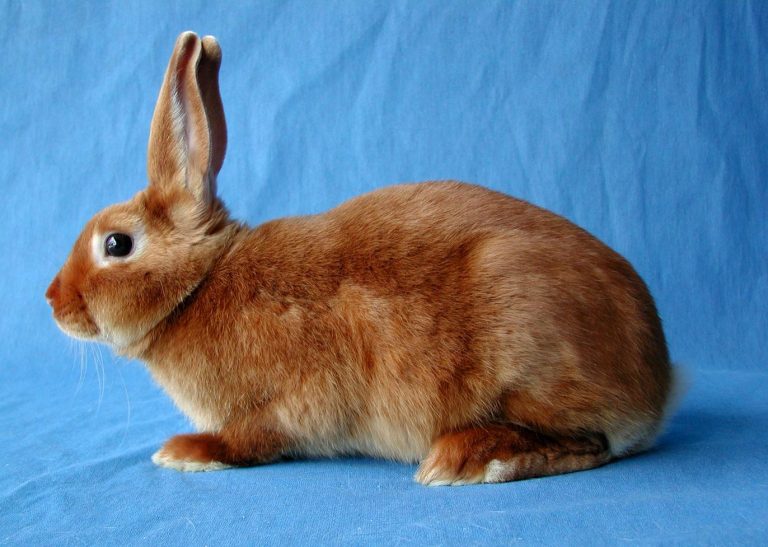 Satin Kaninchenzucht.De